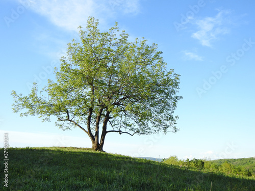  green tree in a field