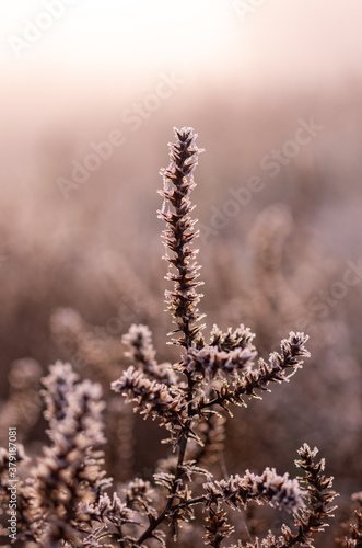 Needle field plant. A plant with thorns. The thorns are covered with frost. © vzwer