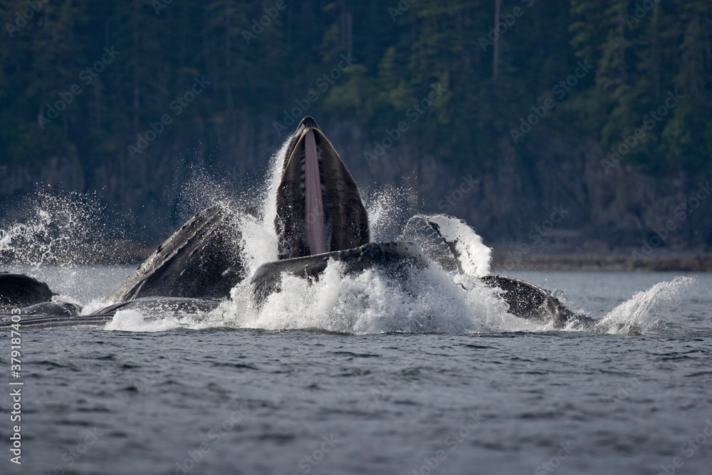 Fototapeta premium Feeding Humpback Whales, Alaska