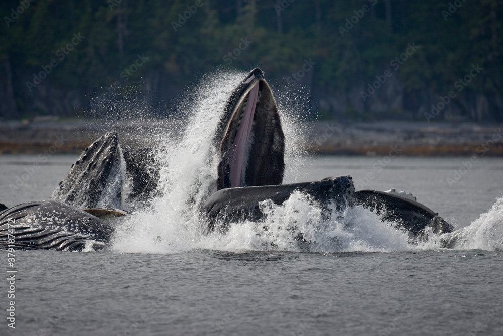Fototapeta premium Feeding Humpback Whale, Alaska