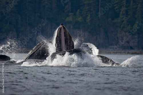 Feeding Humpback Whales, Alaska