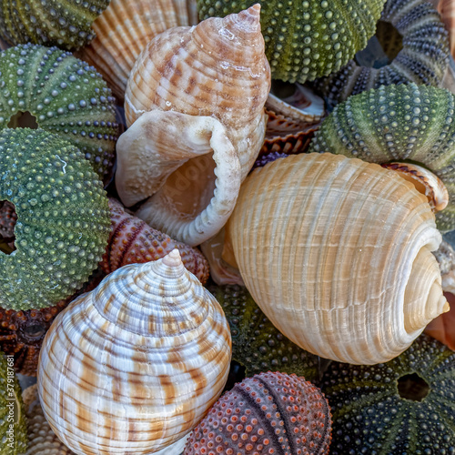 a collection of sea shells and colorful sea urchins in sea water closeup