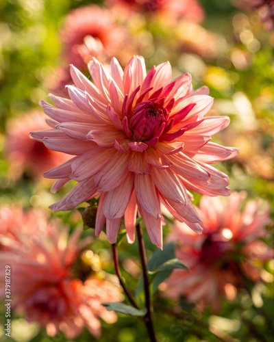Pink orange blooming dahlia flower in flower bed on a September day