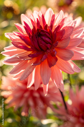 Pink orange blooming dahlia flower in flower bed on a September day