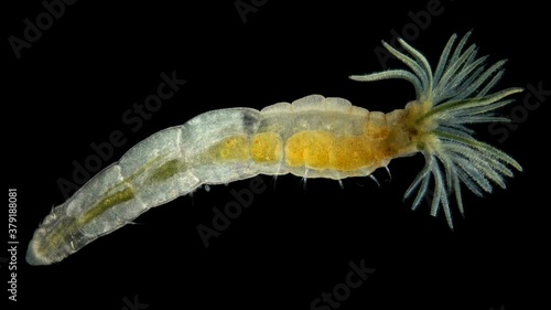 Worm Manayunkia baicalensis under a microscope, of the family Fabriciidae, has a corolla of tentacles at the front end with which they breathe. They feed on detritus. Sample found at Lake Baikal photo