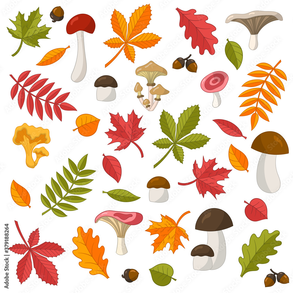 Set of colorful autumn leaves and edible wild mushrooms