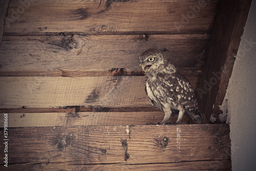 little owl in the attic of a house photo