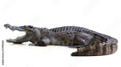 Stampa su tela Crocodile open mouth isolated  is on white background with Clipping path