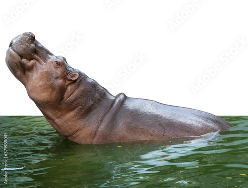 Hippo with close muzzle in the water is on white background with clipping path body part