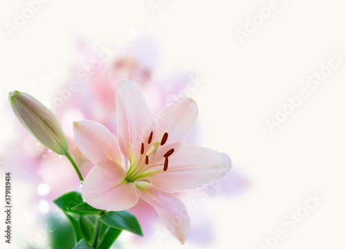 Lilly fresh flowers © neirfy