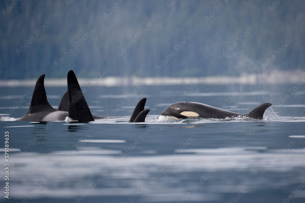 Fototapeta premium Pod of Killer Whales, Alaska