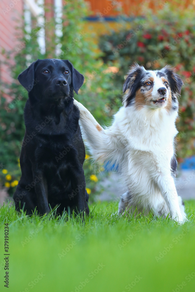 Australian Shepherd und Labrador sind beste Freunde