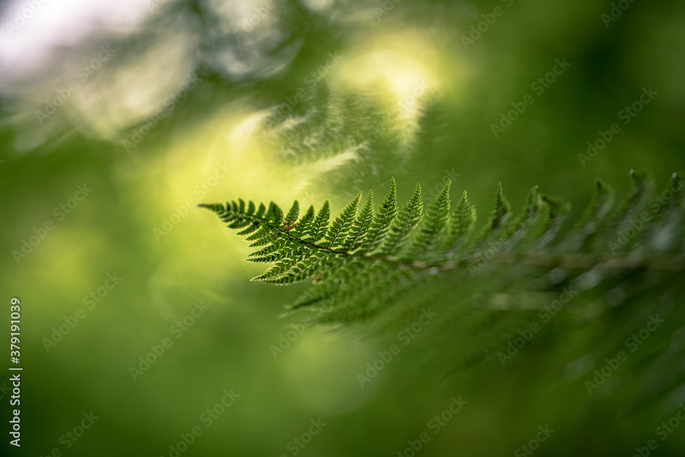 
Fern in the forest ambient Light through the trees 