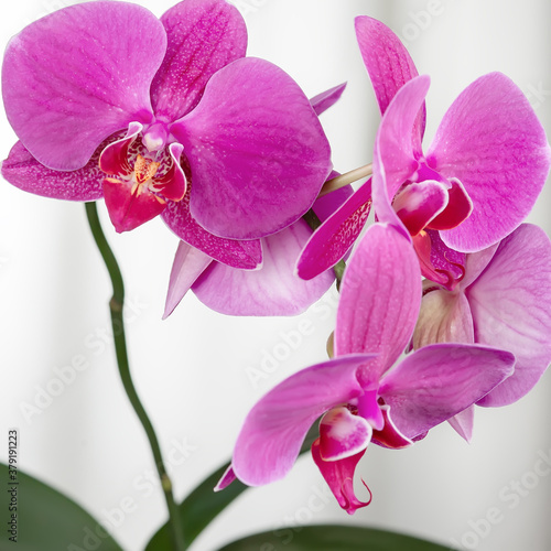 orchid isolated on white