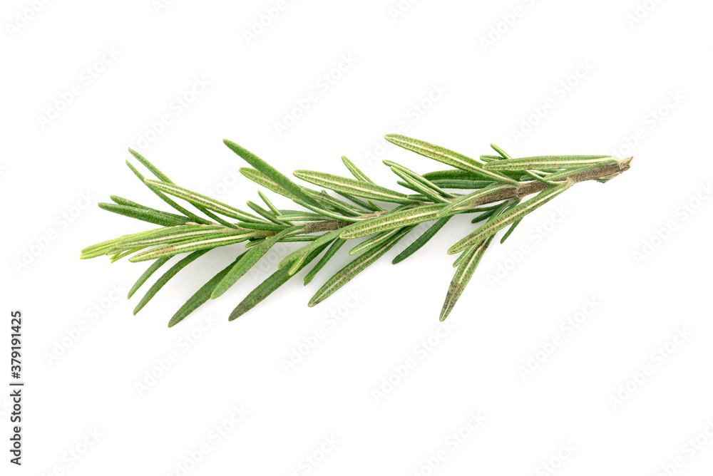 Rosemary isolated on white background Rosemary isolated on white background