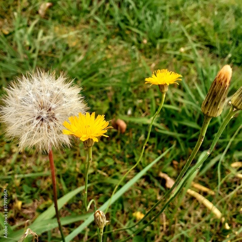dandelion in three phases