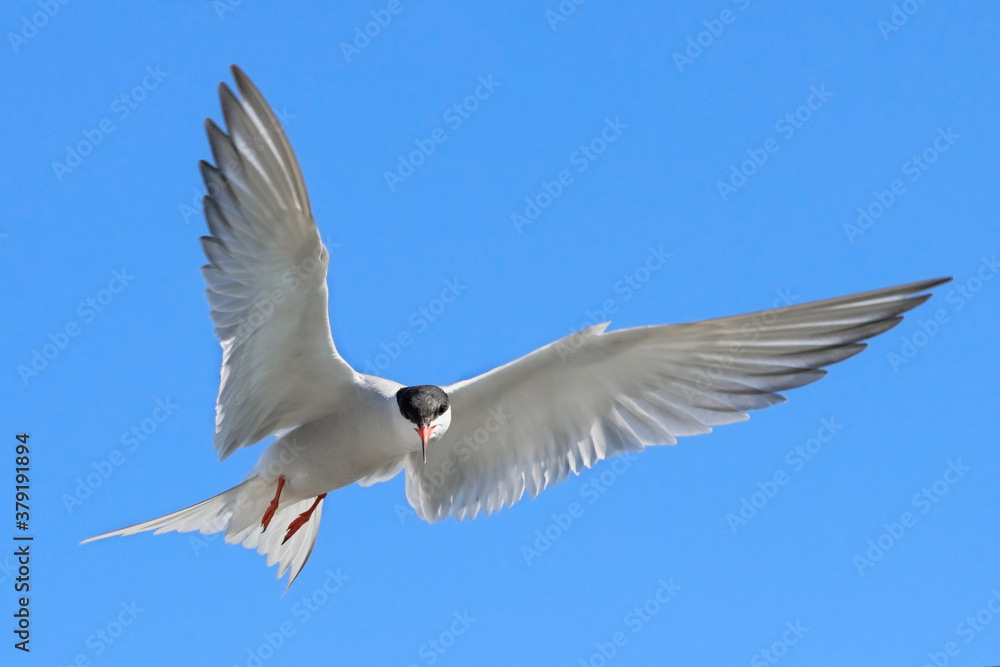 Adult common tern in flight on the blue sky background. Close up, front view. Scientific name: Sterna hirundo Adult common tern in flight on the blue sky background. Close up, front view. Scientific name: Sterna hirundo
