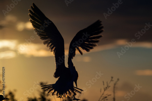 Silhouette of flying common tern. Flying common tern on the sunset sky background. Back sunlight. Scientific name: Sterna hirundo. © Uryadnikov Sergey
