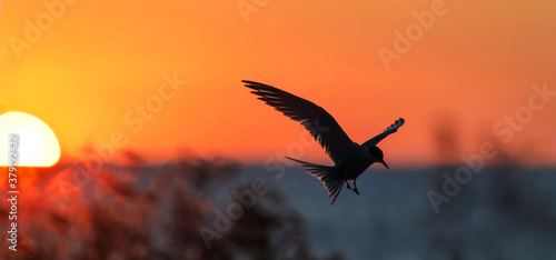 Silhouette of flying common tern. Flying common tern on the sunset sky background. Back sunlight. Scientific name: Sterna hirundo.