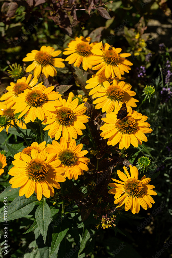 Rudbekia Yellow Daisy flowers in ornamental garden Rudbekia Yellow Daisy flowers in ornamental garden