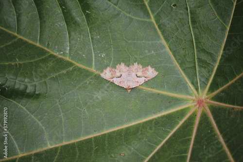 moth on leaf