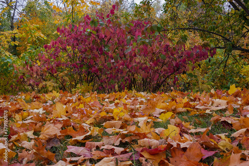 Autumn landscape. Landscape of lying leaves on the background of autumn trees with yellow and red leaves. color in nature. gorgeous view. autumn leaf background