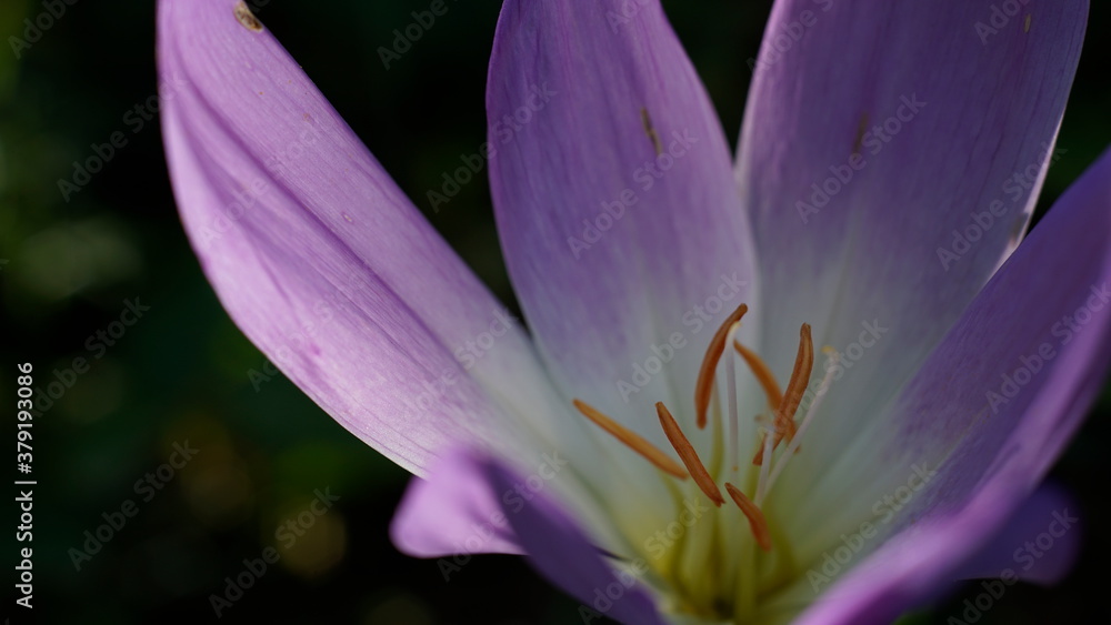 close-up crocus flower close-up crocus flower
