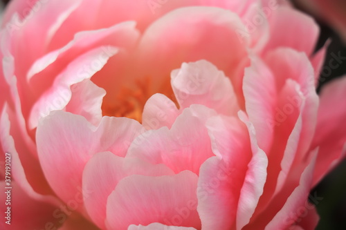 Big Pink Peony