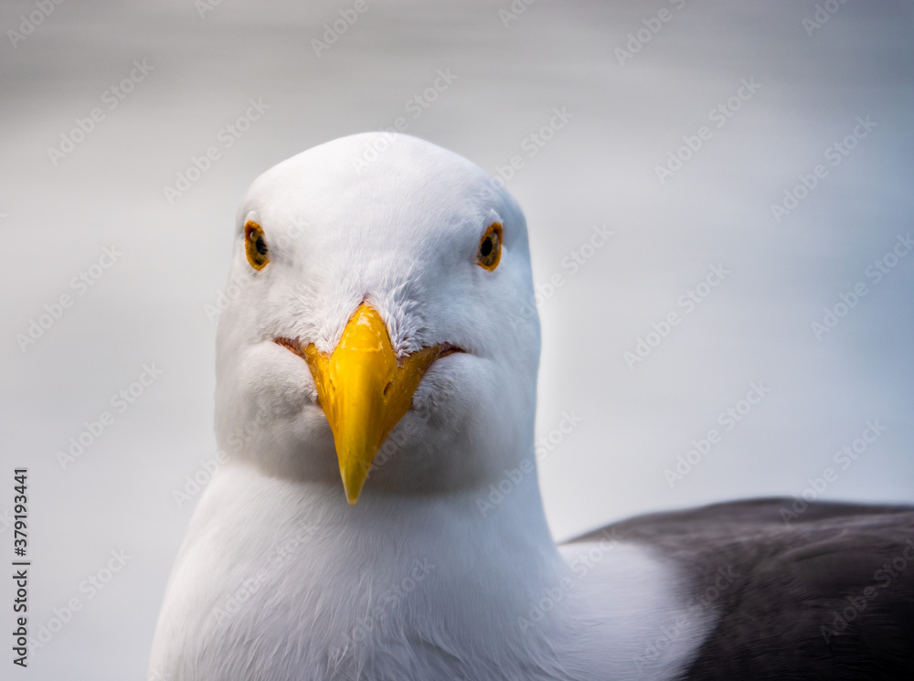 Close up portrait of a seagull (Western gull, Larus occidentalis), perched on a rail at the Monterey Municipal Wharf, along the Monterey Bay of the Pacific Coast of central California. Close up portrait of a seagull (Western gull, Larus occidentalis), perched on a rail at the Monterey Municipal Wharf, along the Monterey Bay of the Pacific Coast of central California.