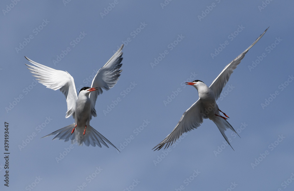 Showdown in the sky. Common Terns interacting in flight. Adult common terns in flight on the blue sky background. Scientific name: Sterna hirundo Showdown in the sky. Common Terns interacting in flight. Adult common terns in flight on the blue sky background. Scientific name: Sterna hirundo