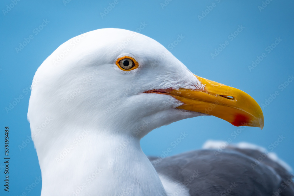 Close up portrait of a seagull (Western gull, Larus occidentalis), perched on a rail at the Monterey Municipal Wharf, along the Monterey Bay of the Pacific Coast of central California. Close up portrait of a seagull (Western gull, Larus occidentalis), perched on a rail at the Monterey Municipal Wharf, along the Monterey Bay of the Pacific Coast of central California.