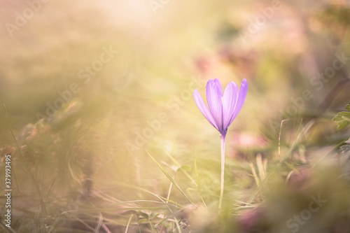 Crocus flower in the grass soft focus