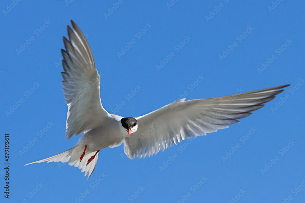 Adult common tern in flight on the blue sky background. Close up, front view. Scientific name: Sterna hirundo Adult common tern in flight on the blue sky background. Close up, front view. Scientific name: Sterna hirundo
