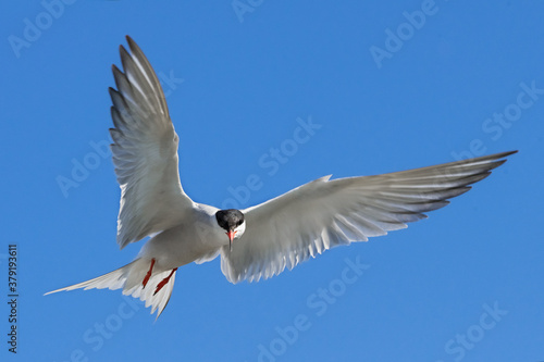 Adult common tern in flight on the blue sky background. Close up  front view. Scientific name  Sterna hirundo