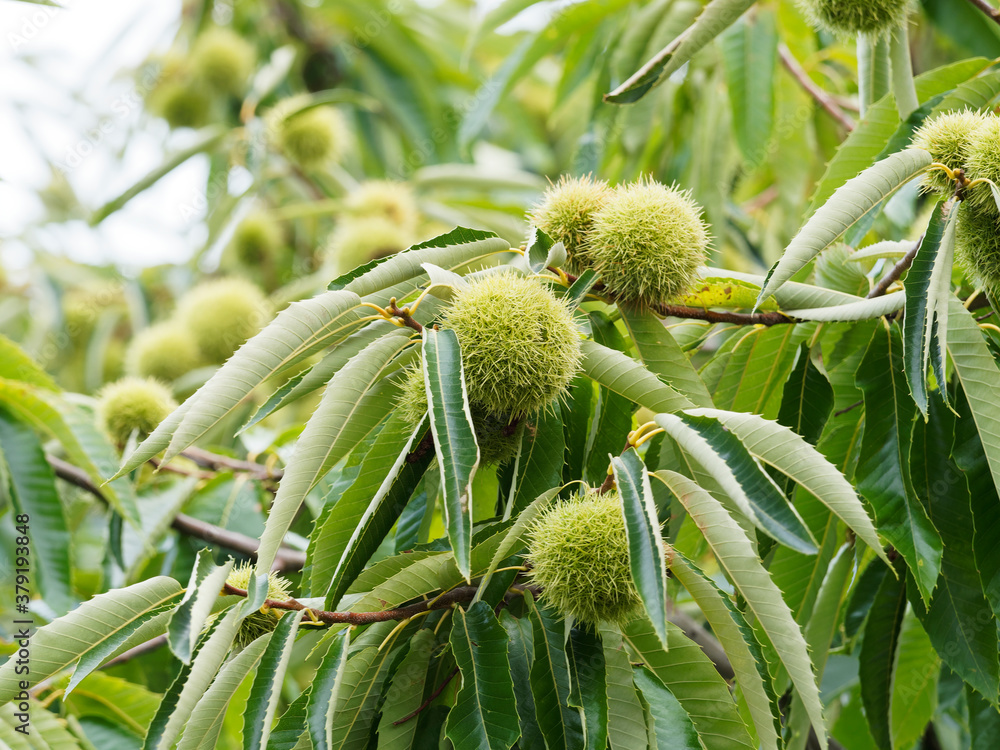(Castanea sativa) Blätter der Edelkastanie noch geschlossene, stachelige Fruchtbecher, anfangs grün und zur Reife gelbbraun cupula im Oktober (Castanea sativa) Blätter der Edelkastanie noch geschlossene, stachelige Fruchtbecher, anfangs grün und zur Reife gelbbraun cupula im Oktober