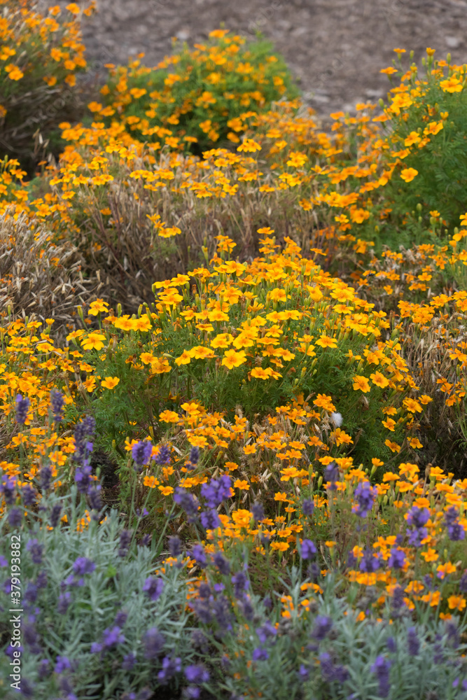 Colorful flower fields, purple lavender and orange blossom, in the park