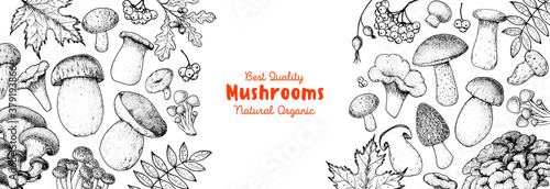 Edible mushrooms hand drawn. Autumn design. Vector illustrations collection. Hand drawn food. Sketch mushrooms. Organic food. Forest mushrooms. Engraved design.