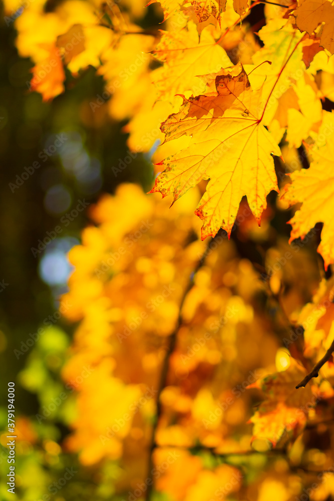 Maple leaves on a blurred background. Autumn background with yellow maple leaves Maple leaves on a blurred background. Autumn background with yellow maple leaves