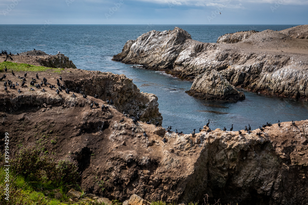 Cormorants congregate on Bird Rock, at the Point Lobos State Natural Reserve, along the Monterey Bay of central California.