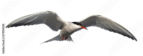 Adult common tern in flight. Isolated on white background. Close up. Scientific name: Sterna hirundo photo