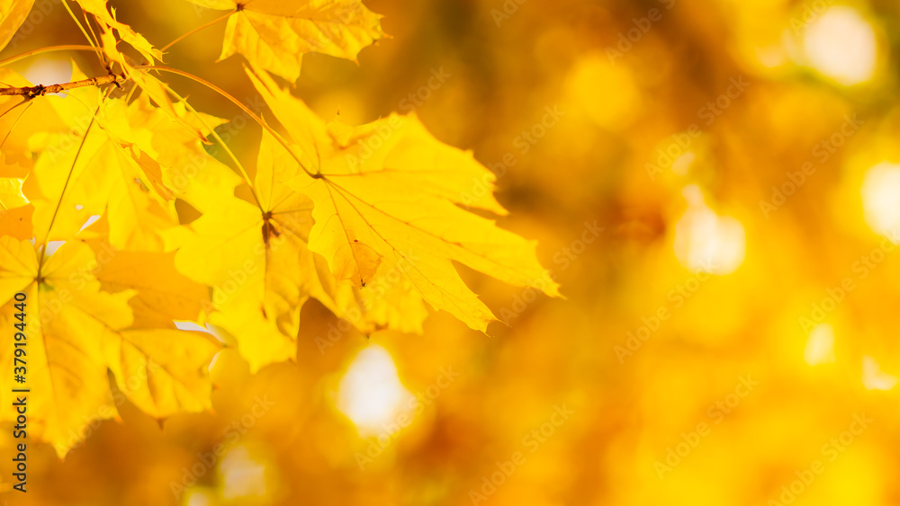 Maple leaves on a blurred background. Autumn background with yellow maple leaves Maple leaves on a blurred background. Autumn background with yellow maple leaves