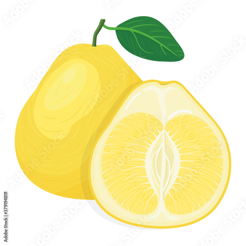 Fresh bright exotic whole and cut slice pomelo fruit isolated on white background. Summer fruits for healthy lifestyle. Organic fruit. Cartoon style. Vector illustration for any design.