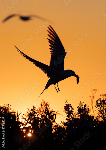 Silhouette of flying common tern with fish in beak. Flying common tern on the sunset sky background. Scientific name: Sterna hirundo.
