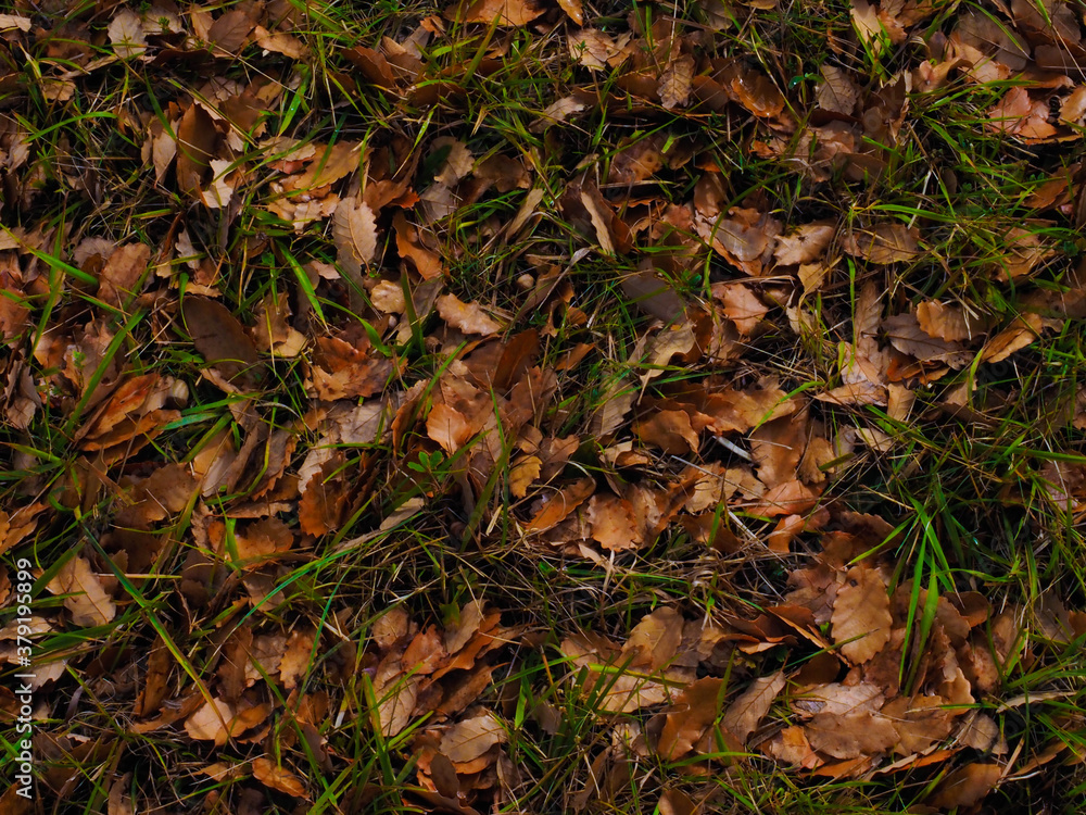 dry leafs on the floor dry leafs on the floor