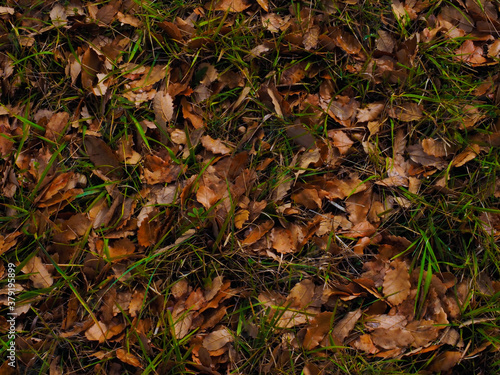 dry leafs on the floor