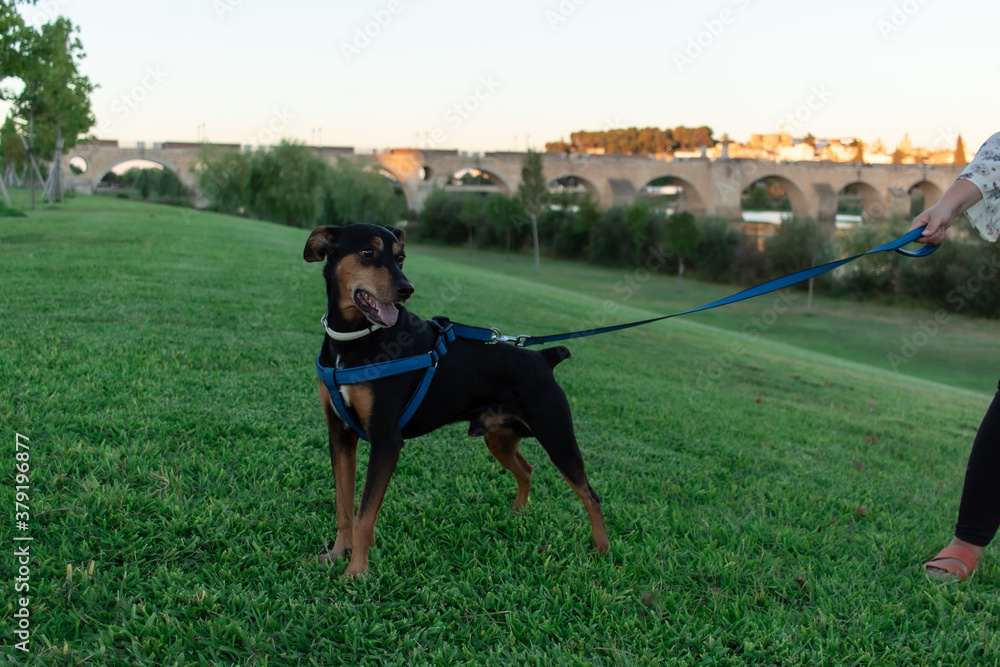 german pinscher dog standing on the ground of a park close to a riven in summer german pinscher dog standing on the ground of a park close to a riven in summer