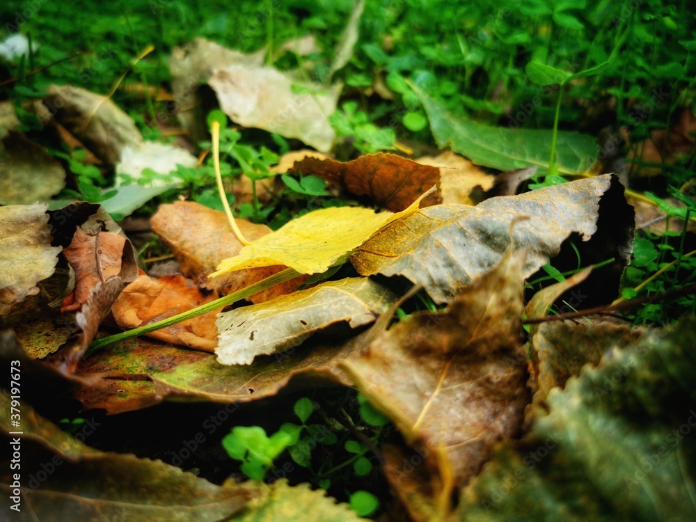 Fototapeta premium mushroom in the forest