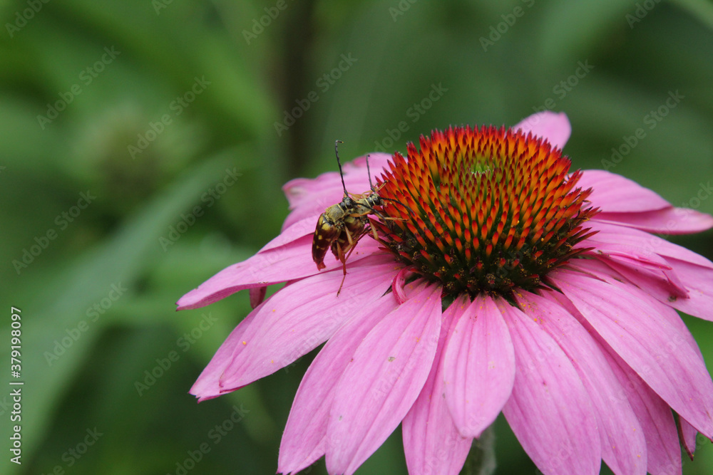 Mating Beetles on Pink and Orange Flower Mating Beetles on Pink and Orange Flower