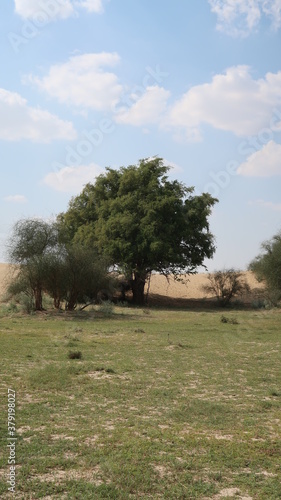 Wallpaper Mural SAFARI JAISALMER INDE DESERT Torontodigital.ca