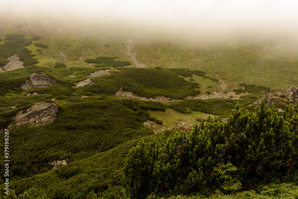 Obraz premium Carpathian mountains in summer fog, the area near Lake Brebeneskul, rain and fog in the mountains.